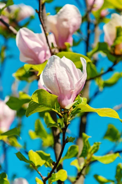 Magnolia virágzó virágok tavasszal ellen, blue sky. — Stock Fotó