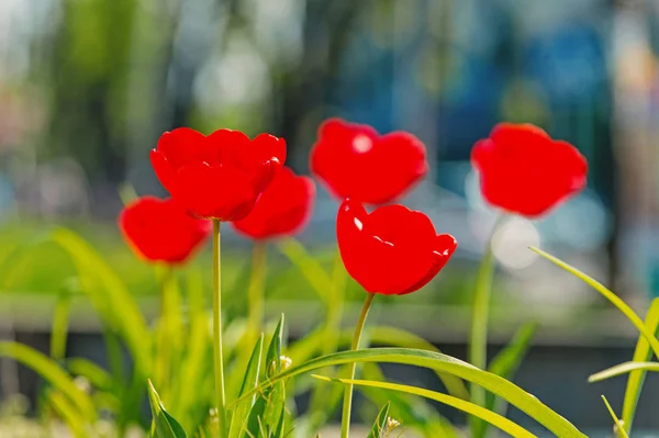 Erstaunliches Naturkonzept roter Tulpen, die unter Sonnenlicht blühen — Stockfoto