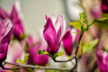 Çiçek açması Manolya şube ile arka plan bulanık mor çiçekler