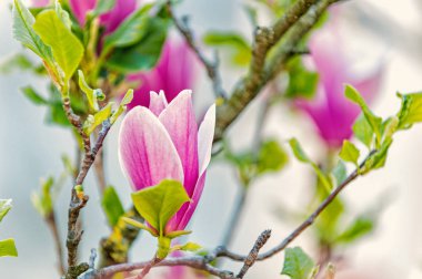 Ağaç dalı üzerinde mor Manolya çiçeği