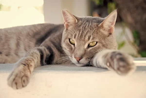 Relax. Shorthair cat relax in Patmos, Greece. cat food. healthy pet - happy owner. Cat with green eyes outdoor. Cute pet with grey coat on natural background. Kitten on fresh air. Relax and rest