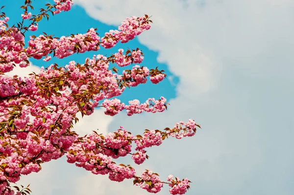 Sakura fa, a virág a kék ég — Stock Fotó