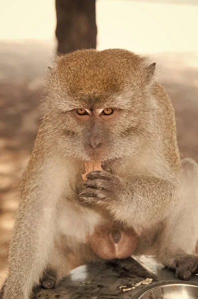 Los animales de mono comen comida. Primado sentado al aire libre. Lindo animal. Día del mono. Naturaleza salvaje y vida silvestre. Zoológico — Foto de Stock