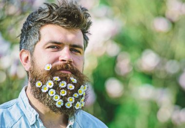 Tazelik kavramı. Papatya veya papatya çiçek sakal içinde adam. Hippi defocused yüz, Doğa arka plan, gülümseyen üzerinde. İle adam sakal ve bıyık zevk bahar, yeşil ağaçlar arka plan
