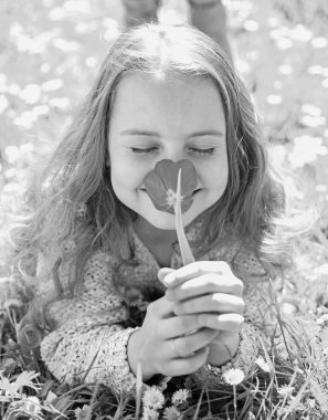 Çimen, grassplot arka plan üzerinde yatan kız. Lale koku kavramı. Kırmızı lale çiçek kız güler yüz tutan, aroma zevk. Çocuk zevk çayır çiçeklerle yatarken bahar güneşli gün