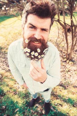 Hipster kırpan yüz defocused çimenlerin üzerinde durmak. Doğal güzellik kavramı. İle adam sakal ve bıyık zevk bahar, yeşil çayır arka plan. Adam güzel sakal papatya veya papatya çiçekleri ile görünüyor.