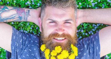 Dandelions sakal rahatlatıcı, üst görünümünde adamla. Breeziness kavramı. Sakal karahindiba çiçeklerle sakallı adam çayır, çimen arka plan üzerinde yatıyordu. Ellerini başının arkasında gülümseyen yüzünde sakallı adam koy