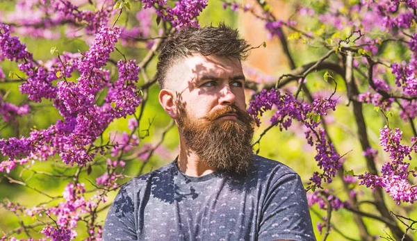 Hipster enjoys spring near violet blossom. Bearded man with fresh haircut posing with bloom of judas tree. Man with beard and mustache on strict face near flowers on sunny day. Perfumery concept — Stock Photo, Image