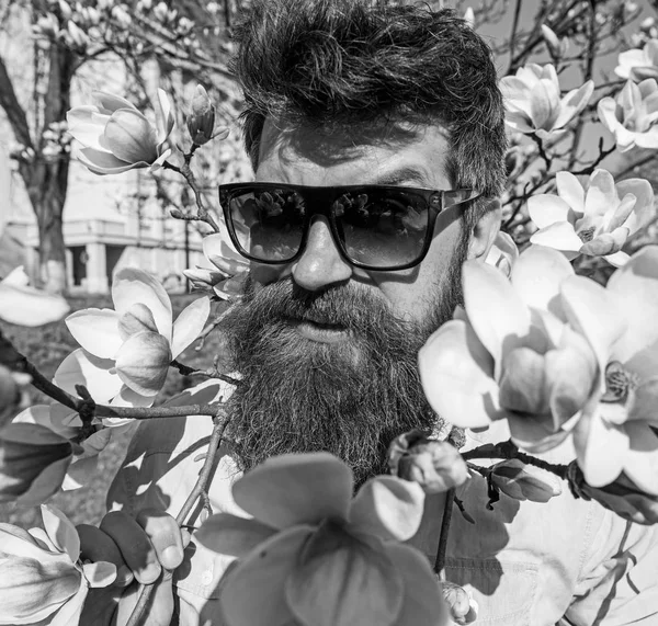 Brutalne macho uśmiechający się w pobliżu kwiaty przetargu na słoneczny dzień. Człowiek z broda i wąsy nosi okulary, podłoże do kwiatów magnolii. Koncepcja brutalności i tkliwość. Hipster z modne okulary przeciwsłoneczne — Zdjęcie stockowe