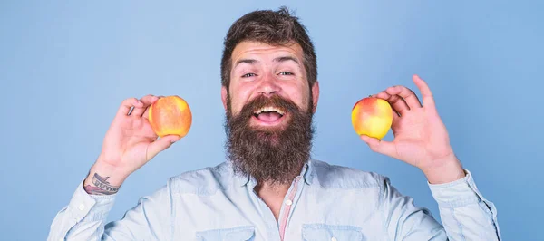 Alternativa saudável. Homem barbudo sorrindo segura maçãs em mãos fundo azul. Cuidados de saúde dieta nutrição vitamínica. Maçãs em ambas as mãos alternativa saudável. Conceito de nutrição totalmente saudável — Fotografia de Stock