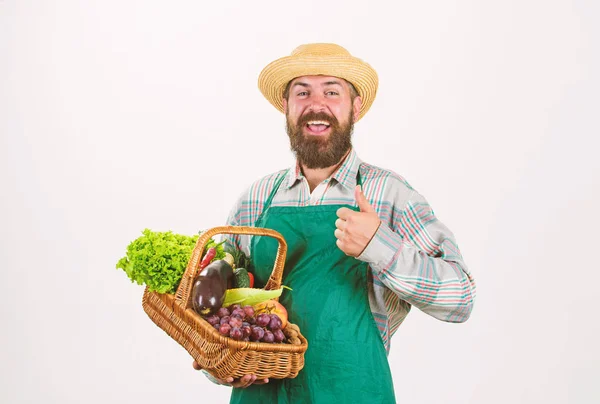 Chapéu de palha de agricultor segurar berinjela e cesta de legumes. Cesta de vime de legumes orgânicos frescos. Homem barbudo apresentando vegetais fundo branco isolado. Hipster jardineiro usar avental transportar legumes — Fotografia de Stock