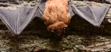 Mammals naturally capable of true and sustained flight. Eyes bat species small poorly developed. Bat detector. Dummy of bat wooden background. Ugly bat. Forelimbs adapted as wings. Museum of nature clipart