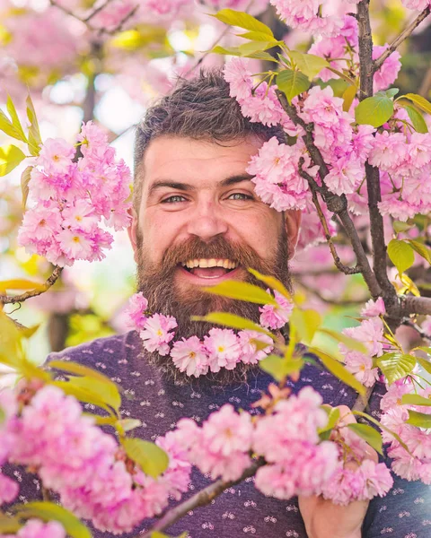 Человек с бородой и усами на счастливом лице рядом с розовыми цветами. Бородатый мужчина со свежей стрижкой с цветком сакуры на заднем плане. Единство с природой. Хипстер с цветущей сакурой в бороде — стоковое фото