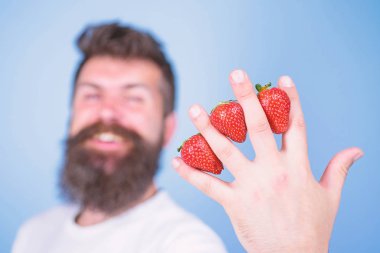 Tat tatlı çilek rağmen sıfır şeker içerir. Çilek C vitamini fiber antioksidanlar ile Paketli. Adam sakal hipster çilek parmakları arasında arka plan mavi. Çilek beslenme yararları