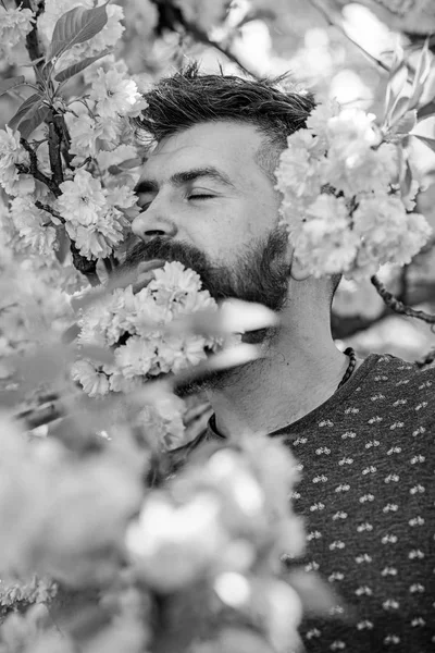 Άνδρας με γενειάδα και το μουστάκι στο ήρεμο πρόσωπό κοντά σε ροζ λουλούδια. Ενότητας με την έννοια της φύσης. Γενειοφόρος άνδρας με φρέσκο κούρεμα με άνθιση του sakura σε φόντο. Hipster με άνθος sakura στα γένια — Φωτογραφία Αρχείου