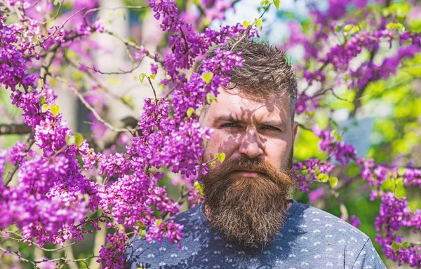 Mann med skjegg og bart i strengt ansikt, nær blomster på solskinnsdag. Parfymeringskonsept. En skjeggete mann med ny frisyre som poserer med blomst av judas-trær. Hipster liker vår nær fiolett blomst – stockfoto