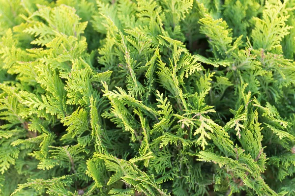 Green wall of cupressus tree as background texture. Natural wallpaper concept. Closeup of cupressus tree. Beauty of nature. Fresh branch of cupressus tree. Garden park and forest — Stock Photo, Image