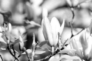 Bahar mevsimi konsepti