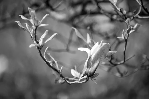 Magnolia flower on tree branch on blurred background — Stock Photo, Image