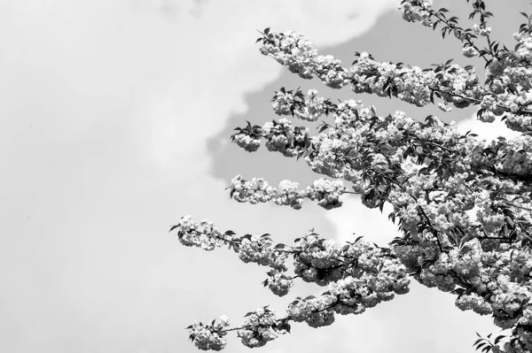 Sakura árvore em flor no céu azul — Fotografia de Stock