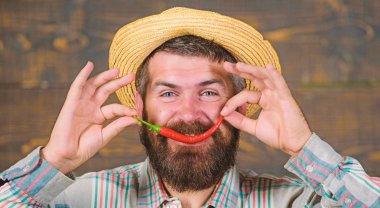 Adam tutun biber hasat. Sakallı çiftçi biber kırmızı biber elinde tut. Çiftçi sunan sıcak biber biber ahşap arka plan. Biber hasat kavramı. Hasır şapkalı rustik çiftçi baharatlı tadı seviyor