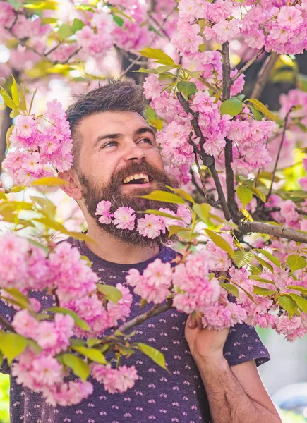 Unity with nature concept. Bearded man with fresh haircut with bloom of sakura on background. Hipster with sakura blossom in beard. Man with beard and mustache on happy face near pink flowers