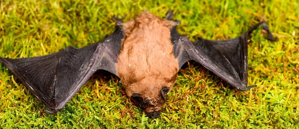 Vleermuis detector. Lelijke vleermuis. Dummy van wild vleermuis op gras. Wilde natuur. Voorpoten aangepast als vleugels. Natuurlijk staat van ware en duurzame vlucht zoogdieren. Vleermuis uitstoten ultrasoon geluid te produceren van echo — Stockfoto