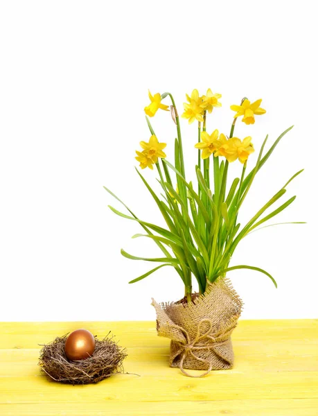 Narciso amarillo primaveral, huevo de Pascua dorado aislado en blanco —  Fotos de Stock