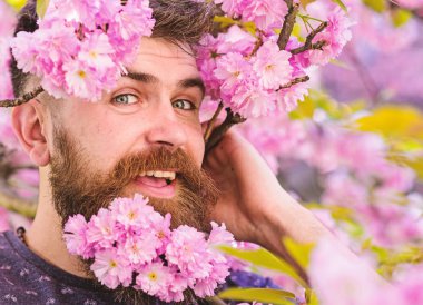 Sakal ve bıyık ihale pembe çiçekler yakınındaki mutlu yüzündeki dostum, kapat. Hippi sakal sakura çiçeği ile. Kuaför hizmet anlayışı. Erkek yüz sakura Bloom dışarı bakmak sakallı