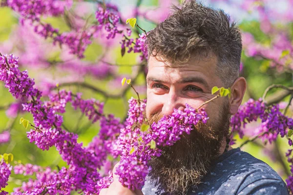 Хипстер наслаждается ароматом фиолетового цвета. Человек с бородой и усами на улыбающемся лице рядом с цветами в солнечный день. Концепция парфюмерии и аромата. Бородатый мужчина со свежими волосами, цветет иудаизм. — стоковое фото