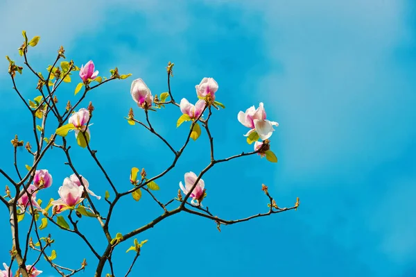 Bloesem boom met magnolia bloemen — Stockfoto