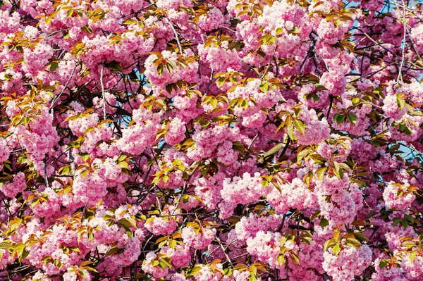 Δέντρα κερασιών sakura άνθος, φύση και την άνοιξη χρόνο φόντο. — Φωτογραφία Αρχείου