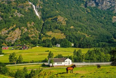 Çim mera üzerinde dağ manzarası Flam, Norveç'te ata. At yeşil çayır güneşli. Otlatılması ile yaz manzara. Evcil hayvan doğaya. Ekoloji. Tarım ve tarım