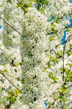 Çiçekler beyaz çiçek arka planda kiraz çiçeği