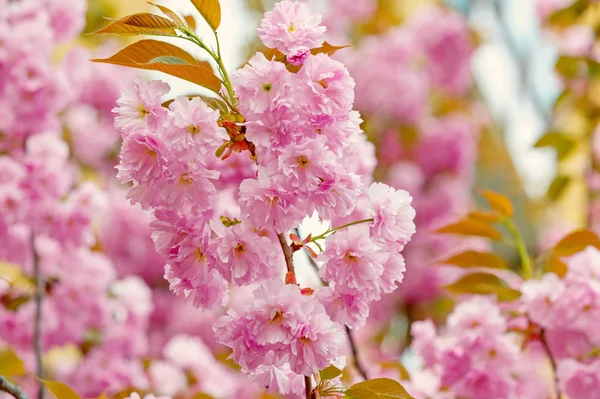 Sakura flowers with pink petals in spring — Stock Photo, Image