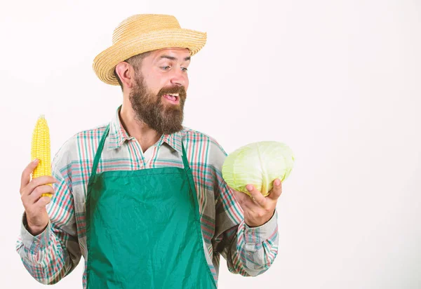 Mannen skäggig presentera majskolv majs och kål vit bakgrund isolerade. Hipster trädgårdsmästare i förkläde håll vegetabilisk. Bonde stråhatt håll majskolv kål grönsaker. Färska ekologiska grönsaker skörden — Stockfoto