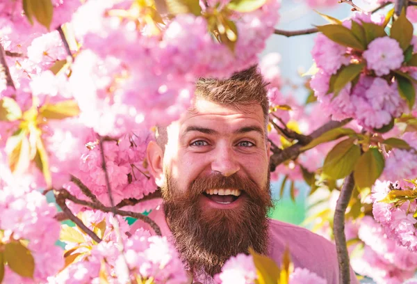 Hipster em camisa rosa perto do ramo de sakura. Homem com barba e bigode no rosto sorridente perto de flores sakura. Homem barbudo com corte de cabelo elegante com flores no fundo, de perto. Conceito de perfumaria — Fotografia de Stock