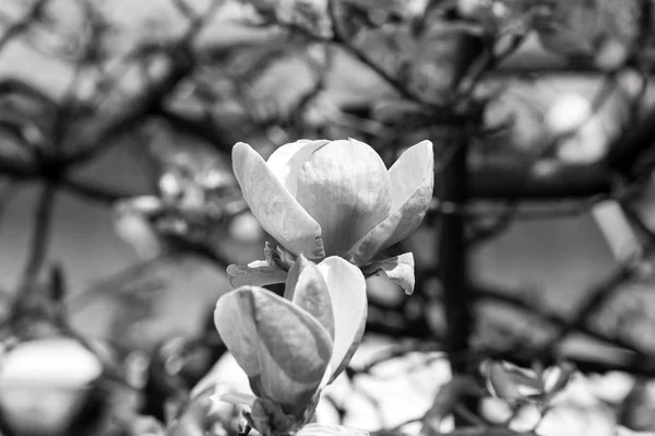İlkbaharda çiçek açması Manolya ağacı — Stok fotoğraf