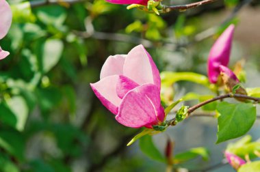 Güzel hafif pembe veya mor Manolya ağacı çiçek açan çiçekler ile