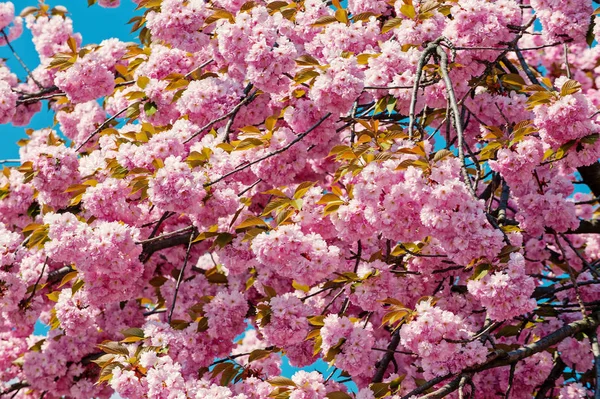 Sakura σεζόν αφηρημένα φόντο — Φωτογραφία Αρχείου