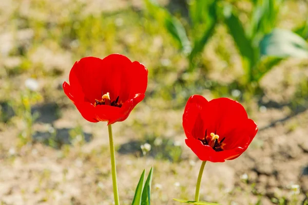 Frühling, Sommersaison — Stockfoto