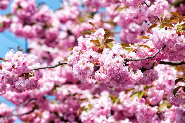 Sakura σεζόν έννοια — Φωτογραφία Αρχείου
