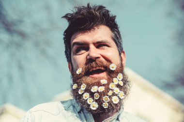 Papatya veya papatya çiçek sakal içinde adam. Rustik tarzı kavramı. Hippi yüz çiçeklerle sakal, gökyüzü defocused arka plan üzerinde gülümseyen üzerinde. Sakal ve bıyık bahar güneşli gün sıklıkta üzerinde olan adam