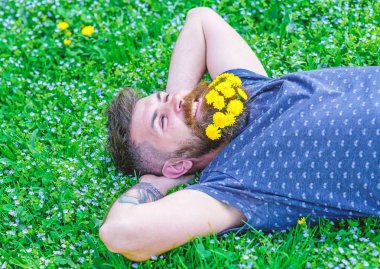 Sakal karahindiba çiçeklerle sakallı adam çayır, çimen arka plan üzerinde yatıyordu. Sakal ve bıyık yüz gülümseyen üzerinde olan adam. Hippi sakal rahatlatıcı dandelions buket. Tazelik kavramı