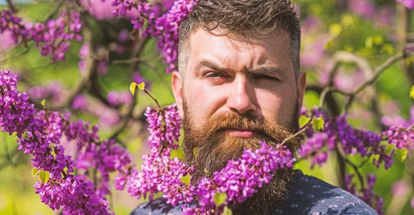Hipster liker vår nær Fiol blomst. Fragrance-konseptet. En skjeggete mann med ny frisyre som poserer med blomst av judas-trær. Mann med skjegg og bart i strengt ansikt, nær blomster på solskinnsdag – stockfoto