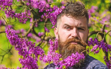 Hipster bahar menekşe çiçeği yakınındaki sahiptir. Sakal ve bıyık çiçek güneşli yakınındaki katı yüzünde olan adam. Erguvan bloom ile poz taze saç kesimi olan sakallı adam. Koku kavramı