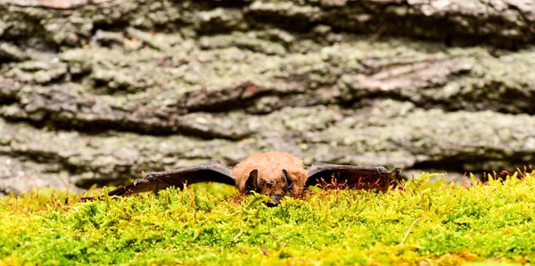 Arti anteriori adattate come ali. Museo della natura. Mammiferi naturalmente capaci di volo vero e duraturo. Occhi specie di pipistrello piccolo scarsamente sviluppato. Rivelatore di mazze. Manichino di sfondo in legno pipistrello. Pipistrello brutto — Foto Stock