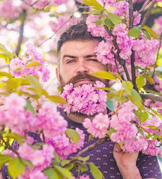 Mann med skjegg og bart i strengt ansikt, nær ømme, rosa blomster. Maskulinitetskonsept. Hipster med sakurablomst i skjegg. Skjeggete mann med fersk hårklipp med blomst av sakura på bakgrunn av – stockfoto