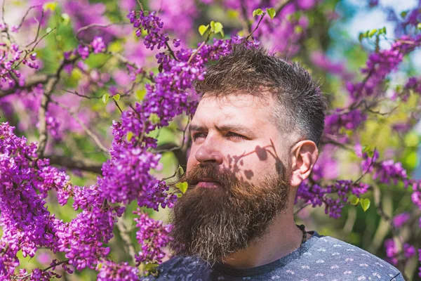 Homme avec barbe et moustache sur le visage strict près des fleurs par une journée ensoleillée. Hipster apprécie le printemps près de la fleur violette. Concept de parfumerie. Homme barbu avec coupe de cheveux frais posant avec fleur de judas arbre — Photo