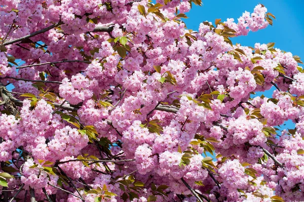 Körsbärsträd i rosa blommor på blå himmel, bloom — Stockfoto